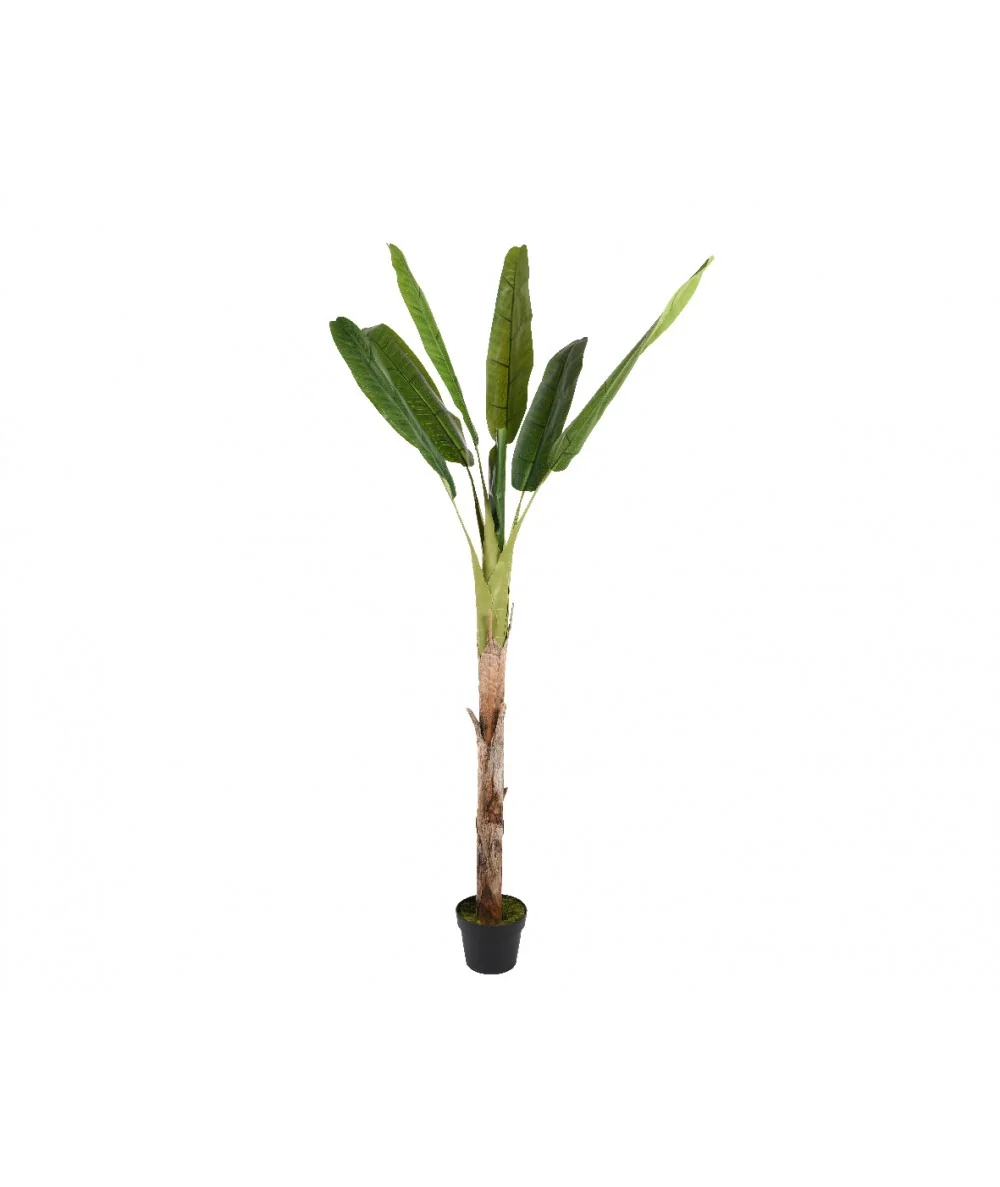 Διακοσμητικό φυτό Banana tree 250cm