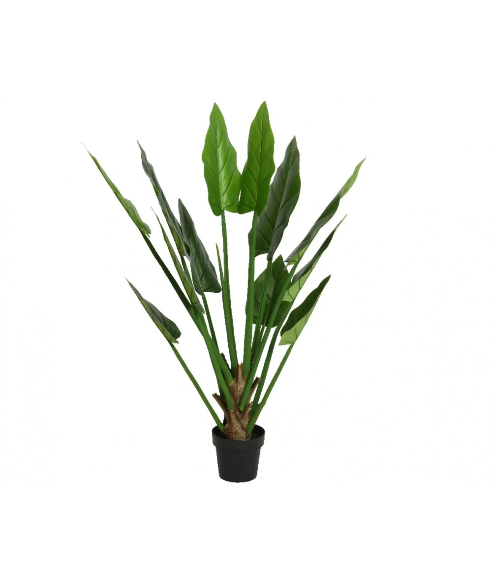 Διακοσμητικό φυτό Strelitzia tree 135cm
