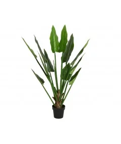 Διακοσμητικό φυτό Strelitzia tree 135cm