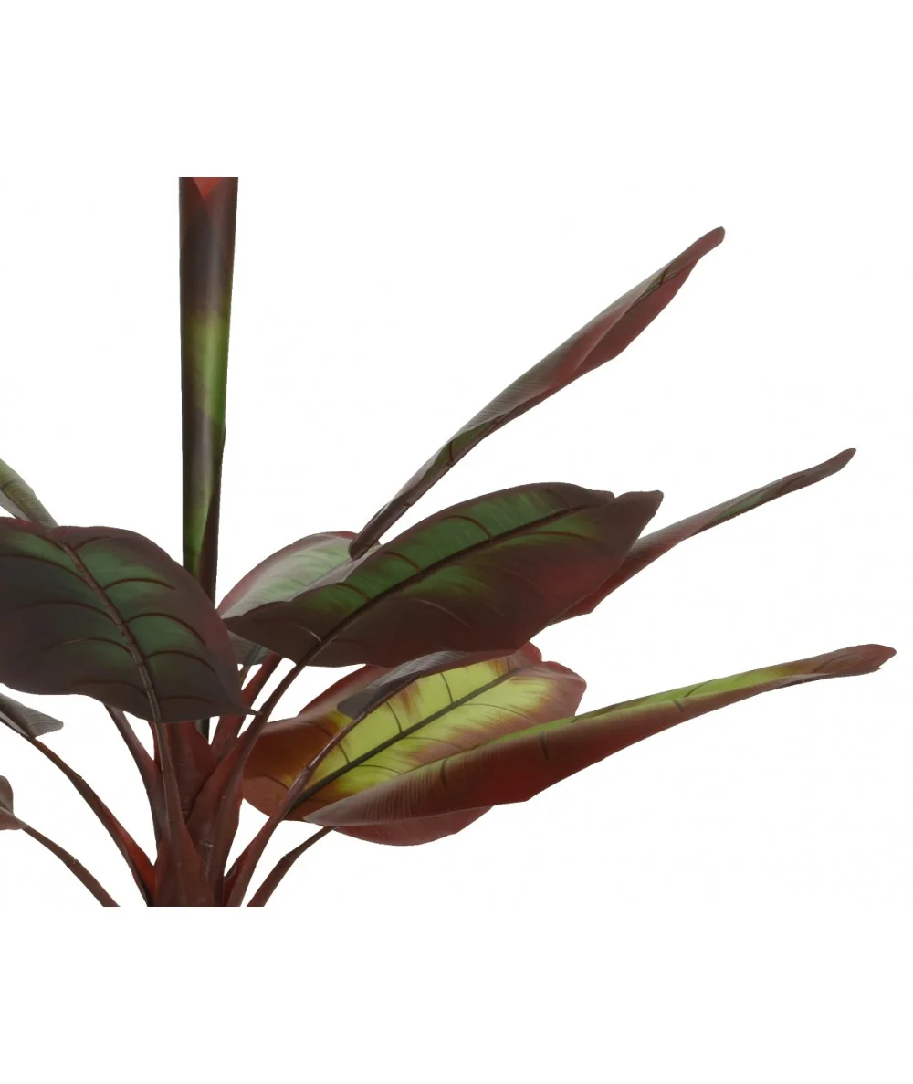 Διακοσμητικό φυτό Banana tree red 260cm